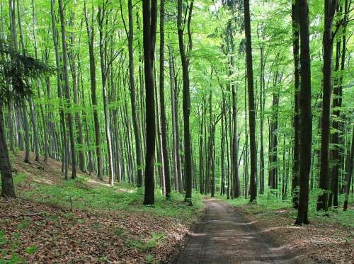 Walking in the forest